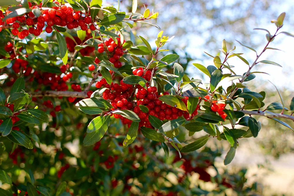Yaupon holly berries