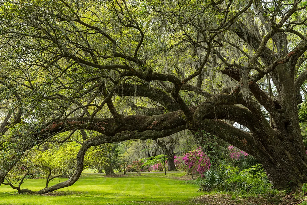 Live oak tunnel in spring