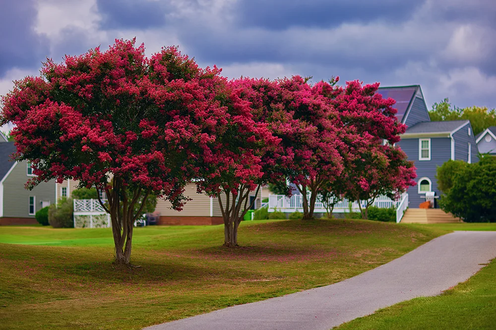 Blooming crape myrtel trees on a green lawn