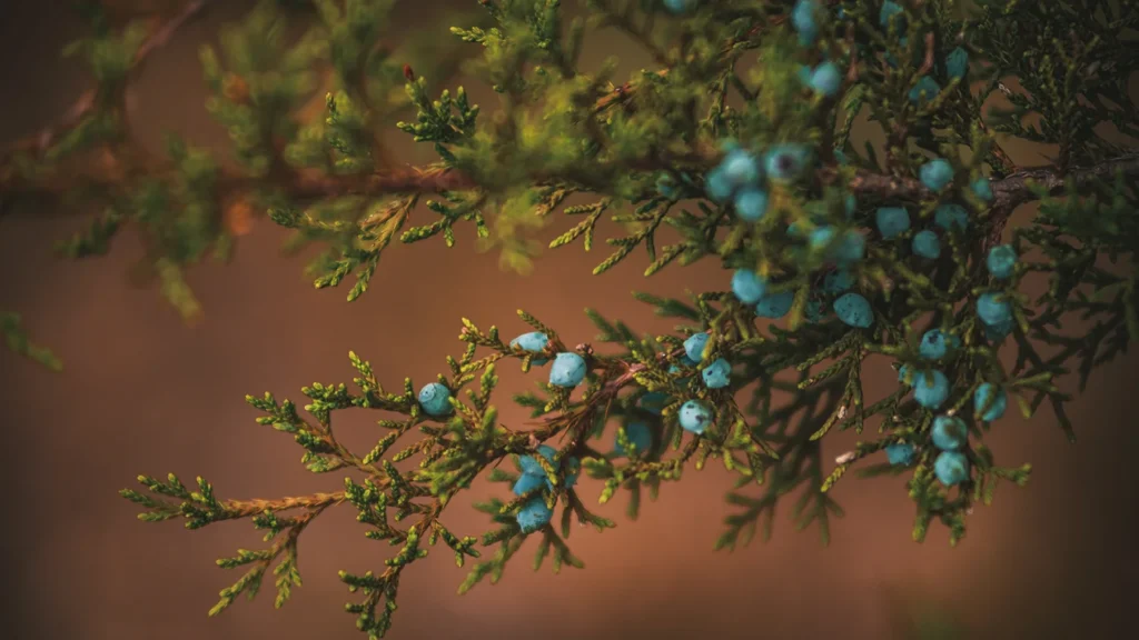 Ash juniper with ripe berries
