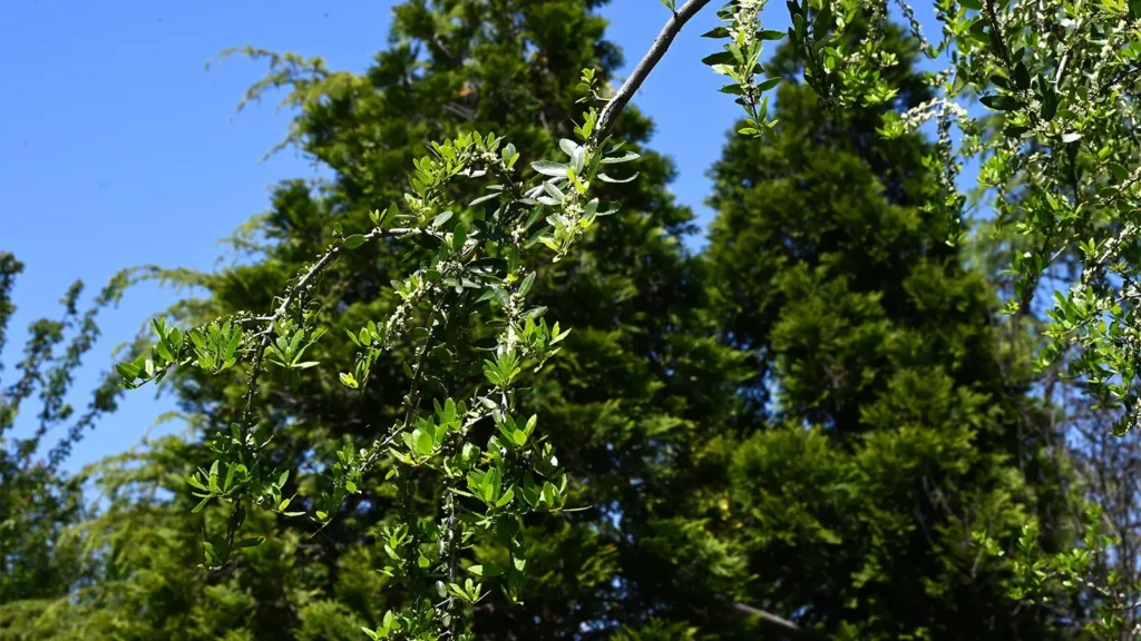 Ilex vomitoria 'Pendula' (Weeping yaupon holly) flowers