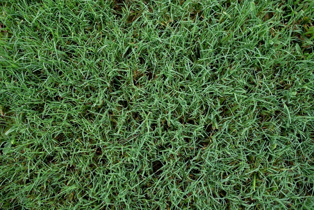 Close up of a southern summer lawn with thick Bermuda grass