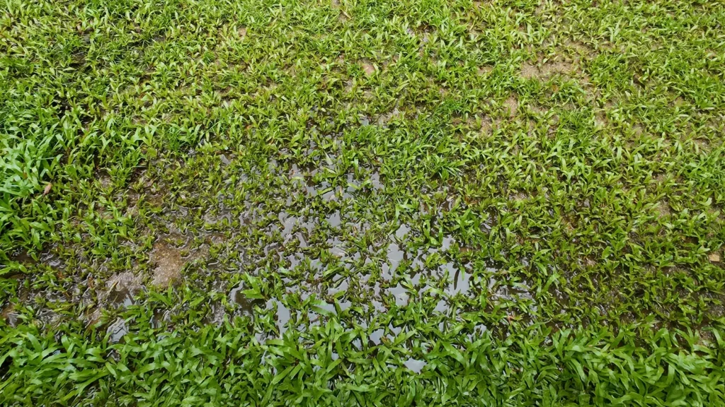 Grass died because yard drainage problems and waterlogged lawns.