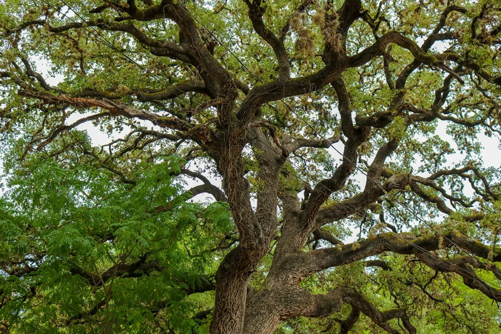 The large sprawling branches of a 100 to 300 year old majestic Live Oak Tree in Wimberley Texas reaches across the park to offer shade on a hot Summer day