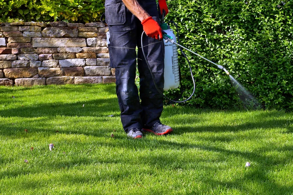 A man spraying pesticide with portable sprayer to eradicate garden weeds in the lawn