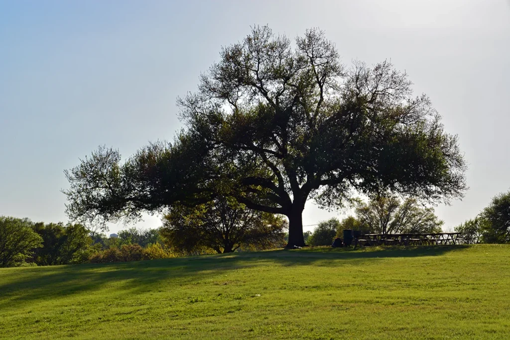 A large live oak tree is outlined in a Texas park.