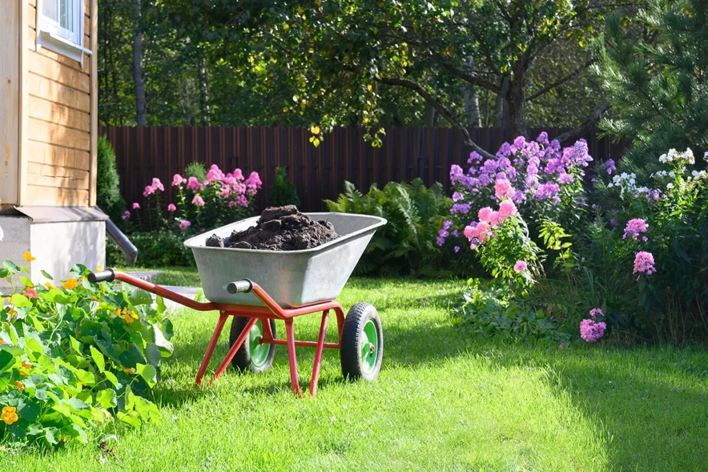 Wheelbarrow full of humus and compost on green lawn with well-groomed phlox flowers in private farmhouse.
