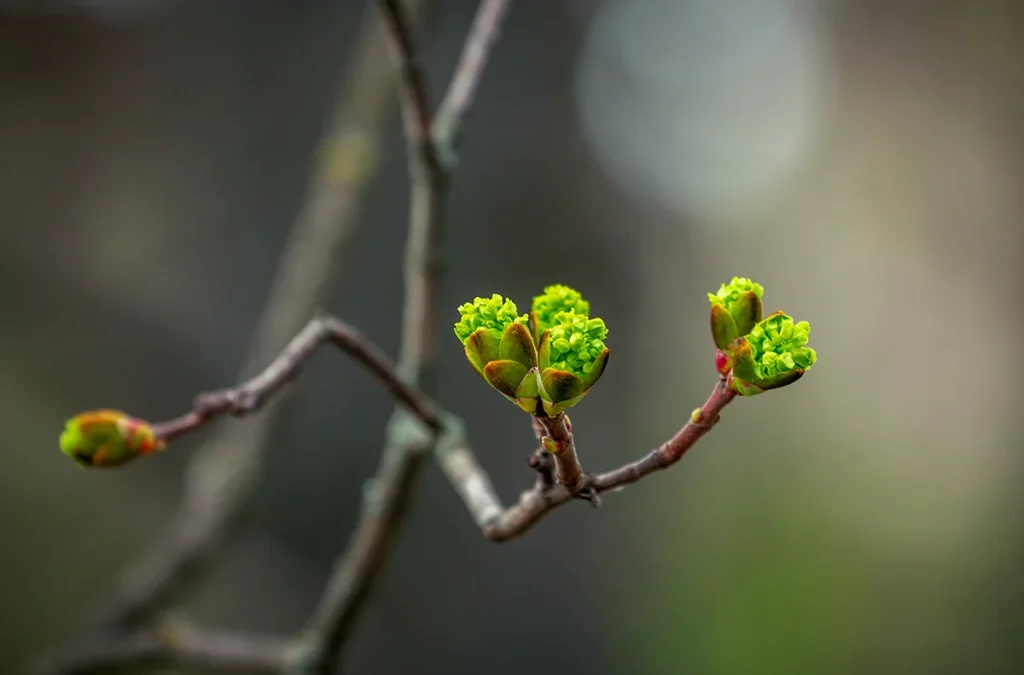 New spring buds and leaves on a branch of tree, growing in the garden