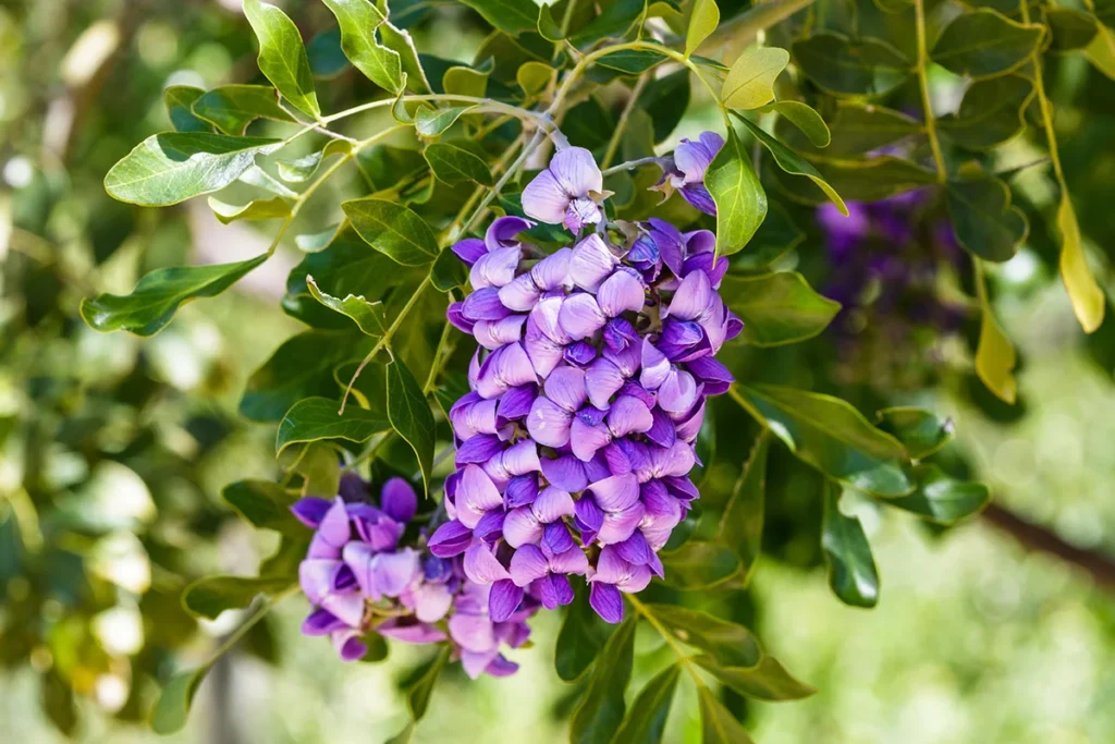 Hanging blossoms on Texas Mountain Laurel bush (dermatophyllum secundiflorum), showing bright, vivid purple and lavendar petals.
