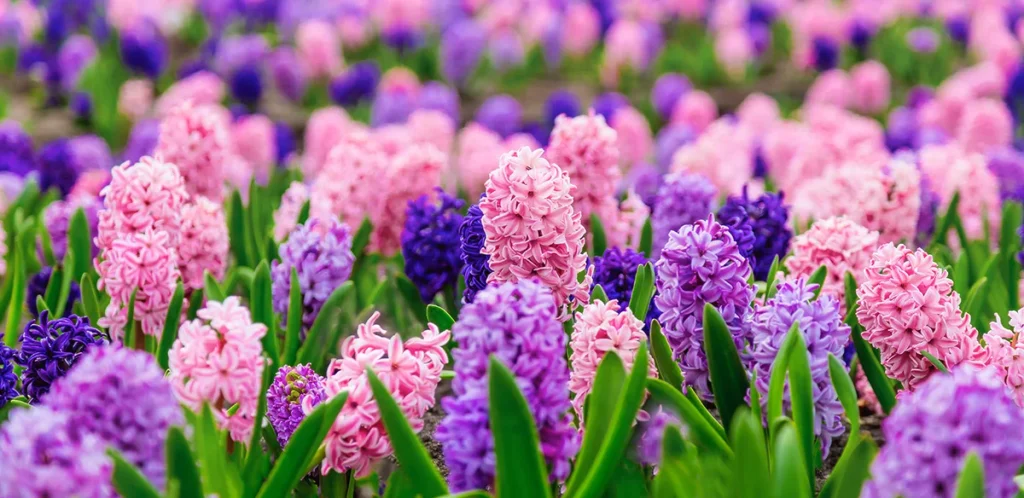 Large flower bed with multi-colored hyacinths