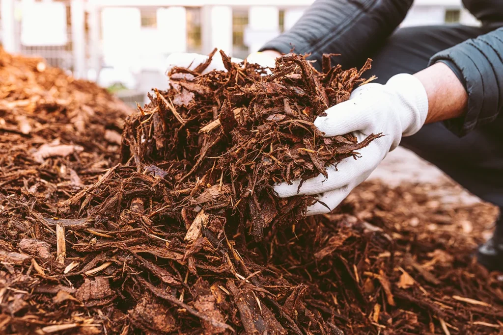 Brown, shredded bark mulch being sifted by hand for spring planting in Austin