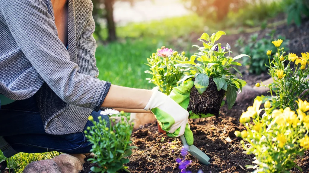 woman planting summer flowers in home garden bed