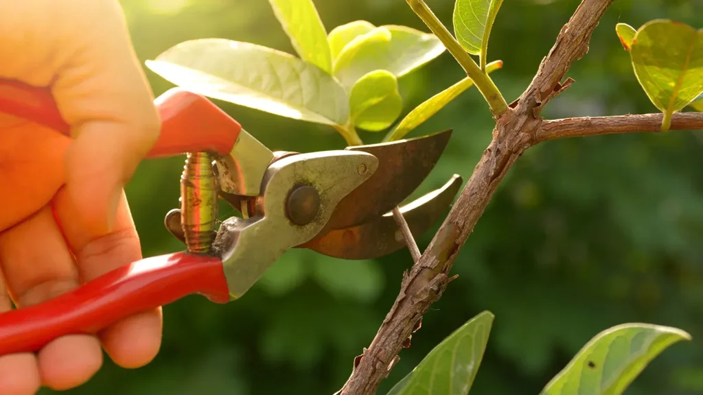 Austin landscape maintenance in May: gardener pruning trees with pruning shears on nature background.