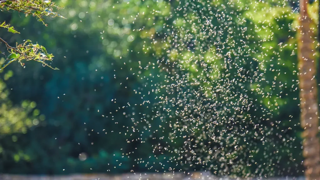invasion of the mosquitoes