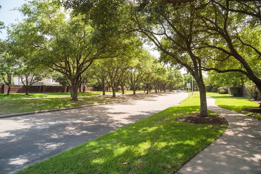 mature trees on a street with grass, sidewalks, and mulch