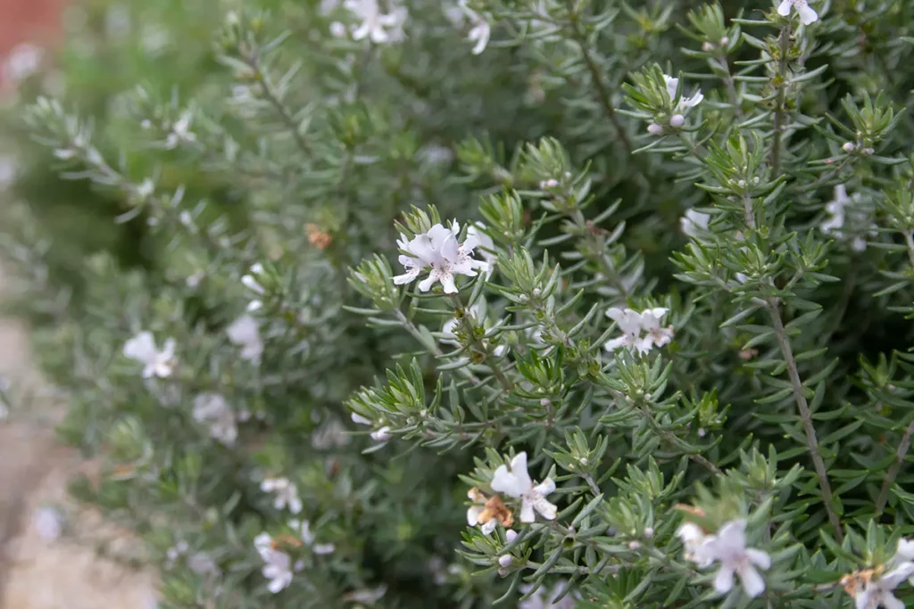 Westringia longifolia flowering branches with small white flowers longifolia flowering branches with small white flowers
