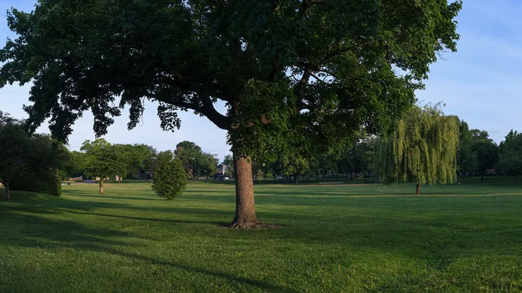 Big green lawn with a mature tree featured prominently in the center