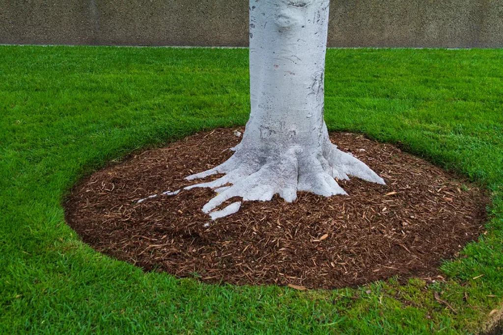 A white bark tree with brown mulch in a circle around its trunk, with grass around the perimeter