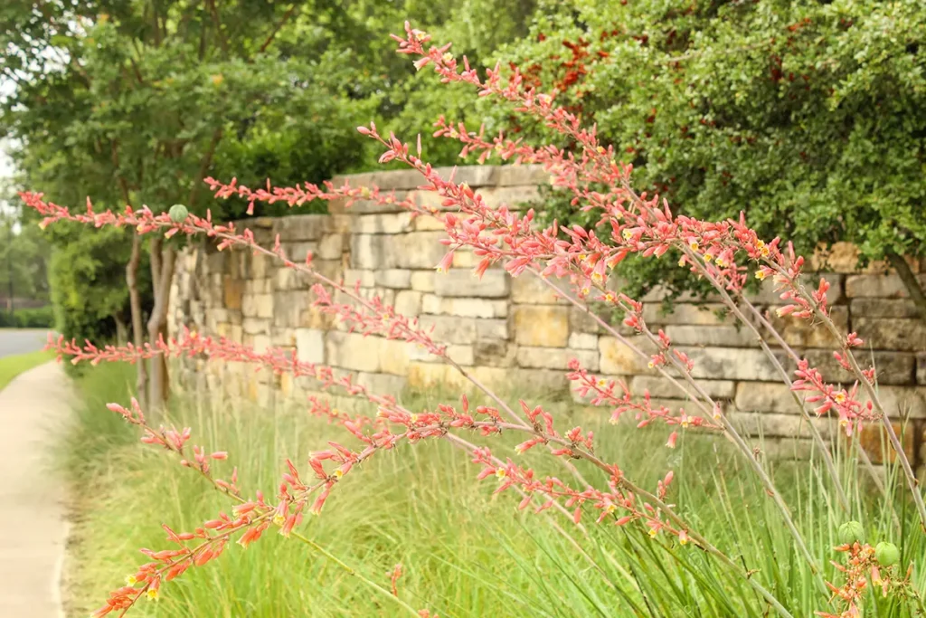 Red Yucca Plant, Red Hesper aloe, fills image with many stalks and flowers, background stone wall