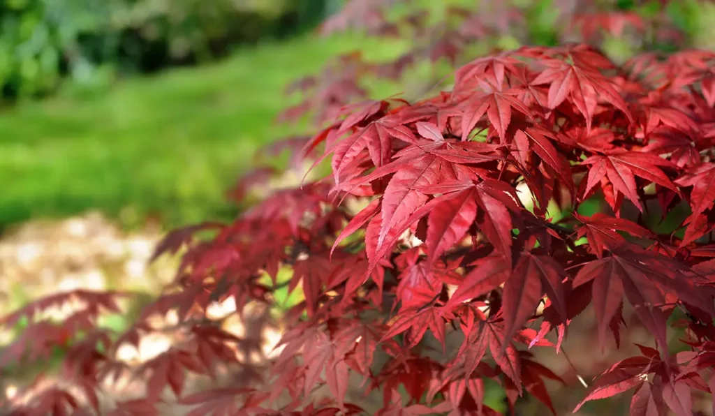 a red japanese maple can benefit from deep root watering in the Texas heat