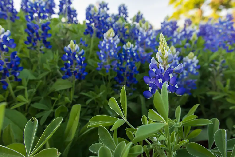 Bluebonnets in a cluster