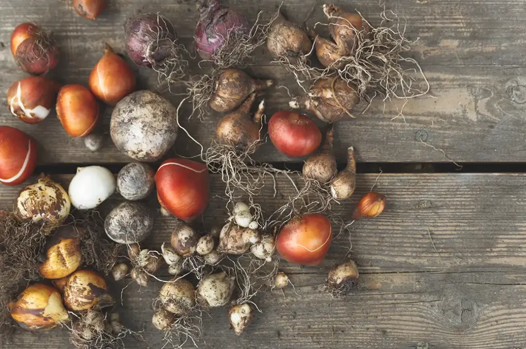 an assortment of perennial flower bulbs