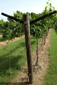 Vineyard in Texas