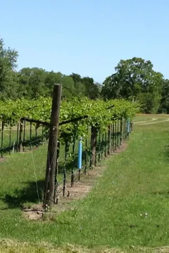 Vineyard in Texas