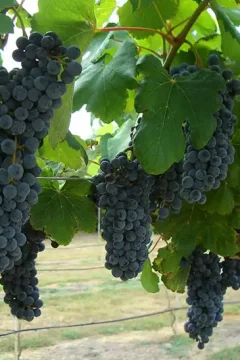 Purple grapes on the vine