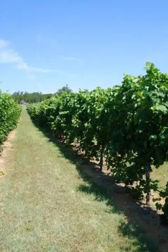 Looking down a row of grape vines