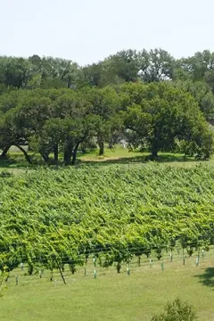 Vineyard in Texas