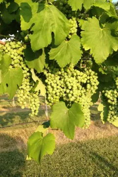Green grapes on the vine