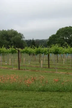 Vineyard in Texas