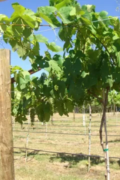 Vineyard in Texas