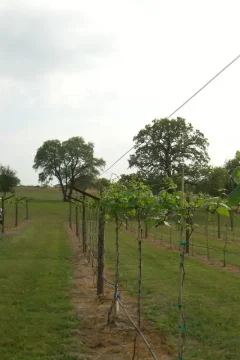 Vineyard in Texas