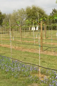 Vineyard in Texas